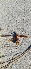 Polistes major major