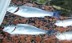 Dicentrarchus labrax