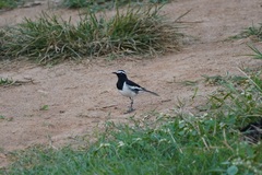 Motacilla maderaspatensis