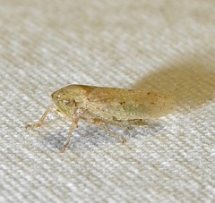 Curtara insularis