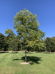 Gymnocladus
