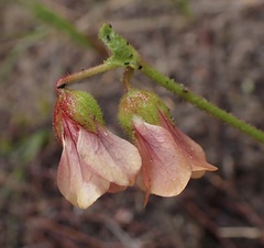 Hermannia coccocarpa