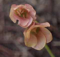 Hermannia coccocarpa