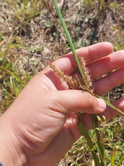 Cenchrus echinatus