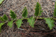 Hermannia coccocarpa