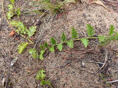 Hermannia coccocarpa