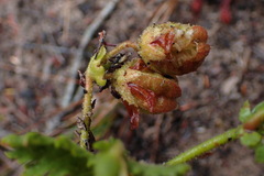 Hermannia coccocarpa