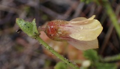 Hermannia coccocarpa