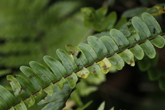 Endelus collaris kerremansi