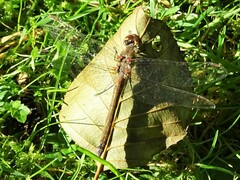Sympetrum sanguineum
