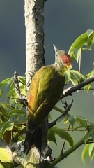 Picus chlorolophus
