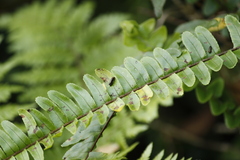 Endelus collaris kerremansi