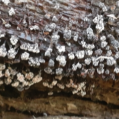Metatrichia