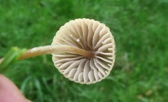 Mycena olivaceomarginata