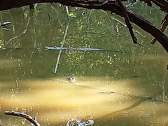 Crocodylus moreletii