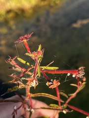 Ludwigia leptocarpa