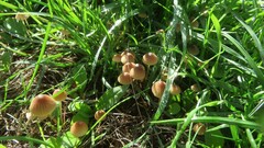 Mycena olivaceomarginata