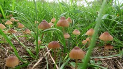 Mycena olivaceomarginata