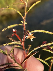 Ludwigia leptocarpa