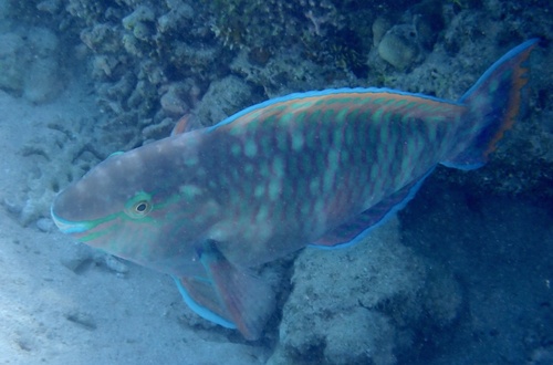 Purple-brown Parrotfish