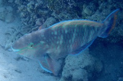 Scarus fuscopurpureus