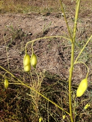 Sesbania vesicaria