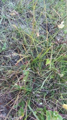 Cenchrus echinatus