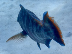 Scarus fuscopurpureus