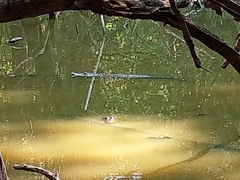 Crocodylus moreletii