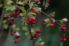 Crataegus