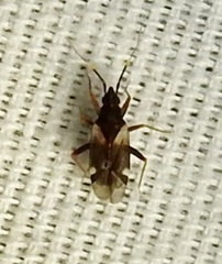 Fulvius anthocoroides