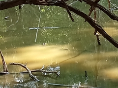 Crocodylus moreletii