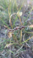 Cenchrus echinatus