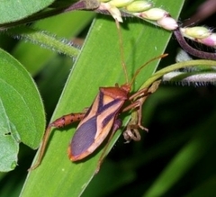 Crinocerus sanctus