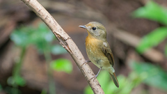 Cyornis glaucicomans