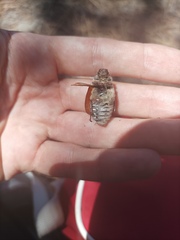 Anoxia australis
