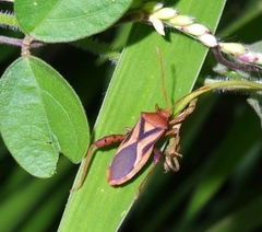 Crinocerus sanctus