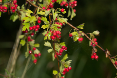 Crataegus