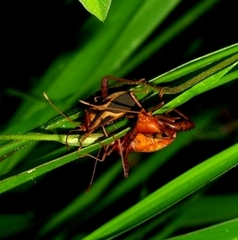 Crinocerus sanctus