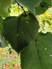 Tilia platyphyllos