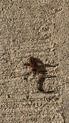 Leptoglossus occidentalis