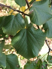 Tilia platyphyllos