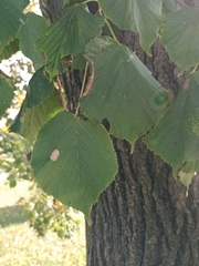 Tilia platyphyllos