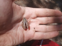 Anoxia australis
