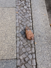 Columba livia domestica