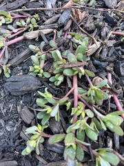 Portulaca oleracea