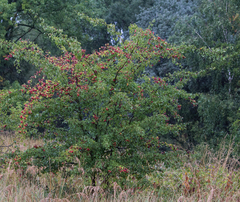 Crataegus