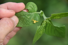 Thomisus spectabilis