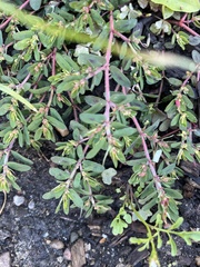Euphorbia maculata