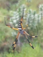 Trichonephila senegalensis